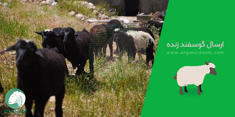 ارسال گوسفند زنده برای انواع مراسمات