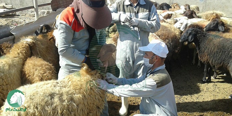 بیماری های مشترک گوسفند و انسان