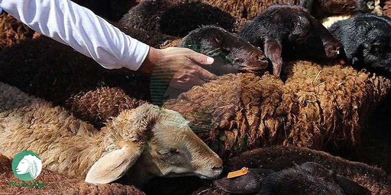 تقلب در خرید و فروش گوسفند