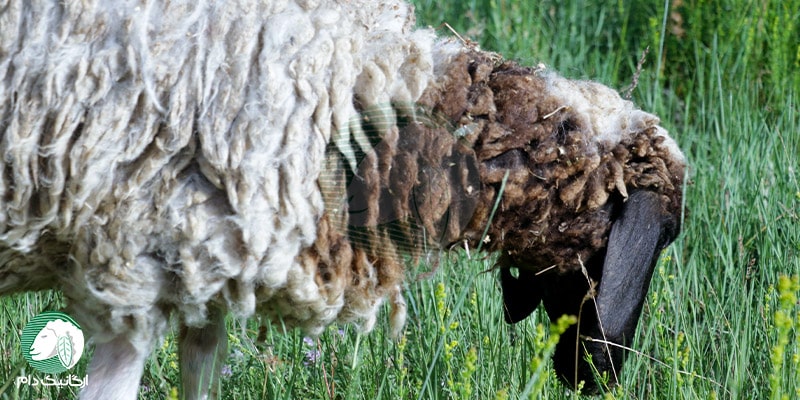 نشنانه های بیماری در گوسفند زنده