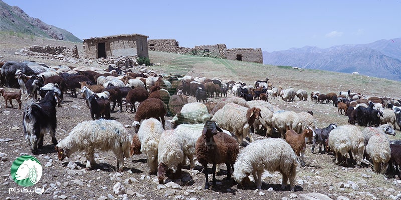 خرید گوسفند زنده در کرج