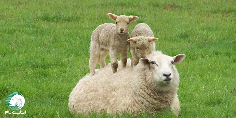 فلاشینگ در گوسفندان