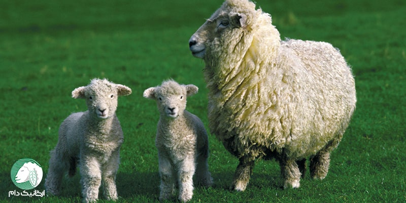 فلاشینگ در گوسفندان