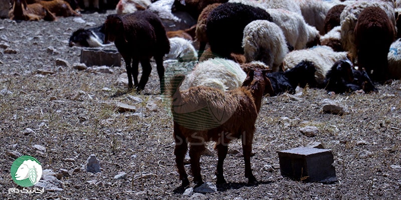 محاسن و معایب نژادهای مختلف گوسفند