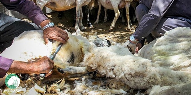 تولید چرم گوسفندی