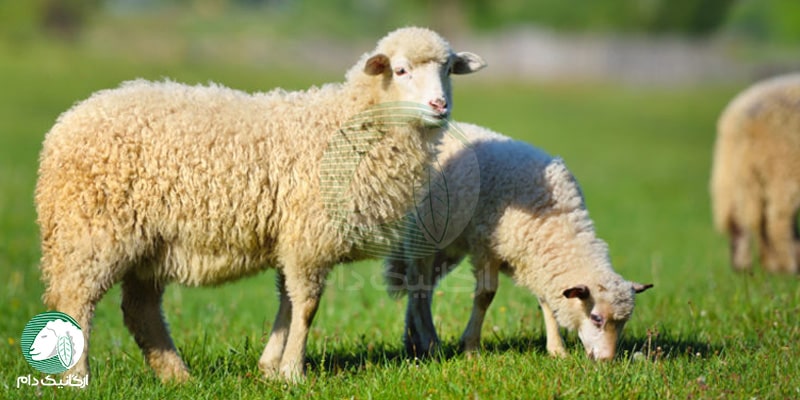 استرس گرمایی و سرمایی روی گوسفندان