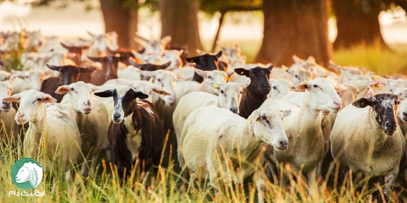 ضد عفونی کردن محل پرورش گوسفند