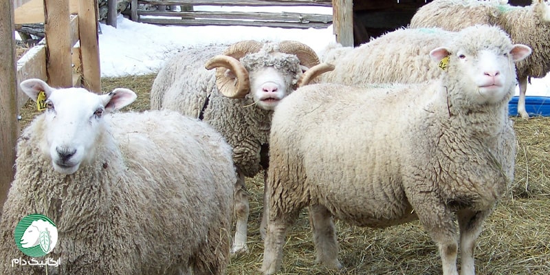 روش ضد عفونی کردن فیزیکی محل نگهداری گوسفندان