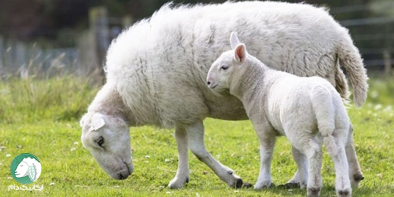 تاثیر گاز آمونیاک بر گوسفندان