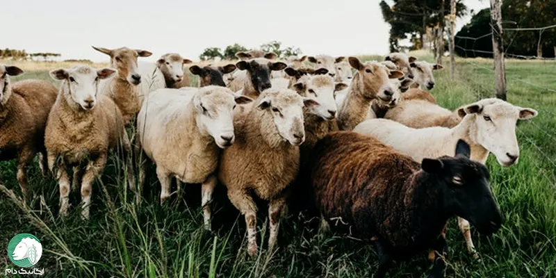 دامپروری گوسفندی