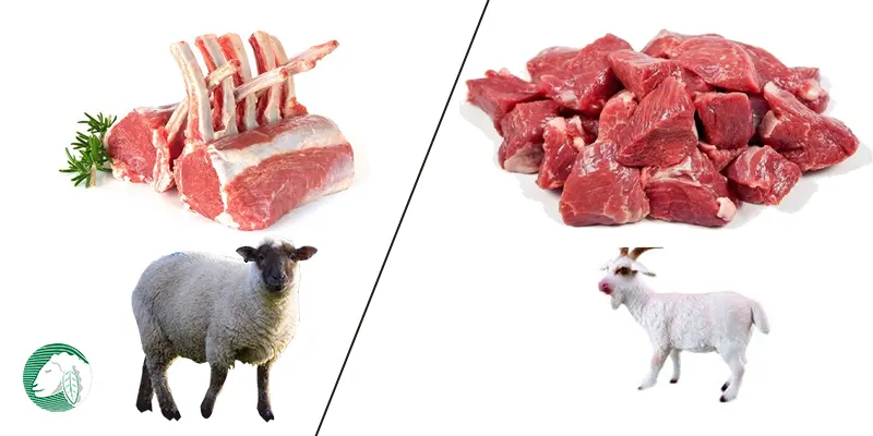 تشخیص گوشت گوسفند از میش و بز